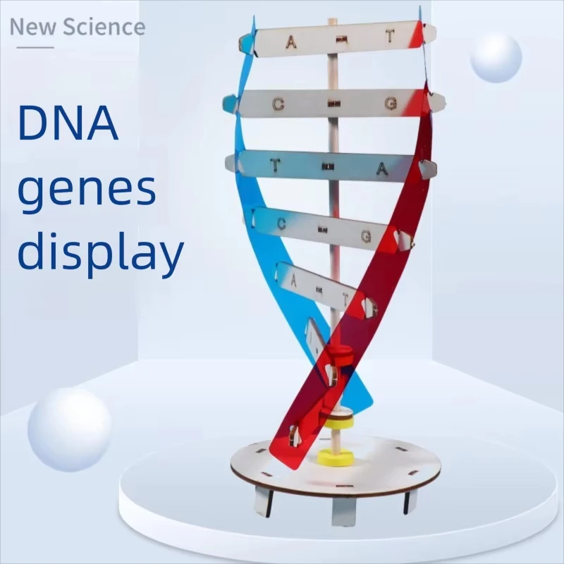لتقوم بها بنفسك نماذج الحمض النووي البشرية اللولب ألعاب علمية تعميم التدريس تعلم التعليم لعب للأطفال أطفال لعب للتعلم 0 بيع ب