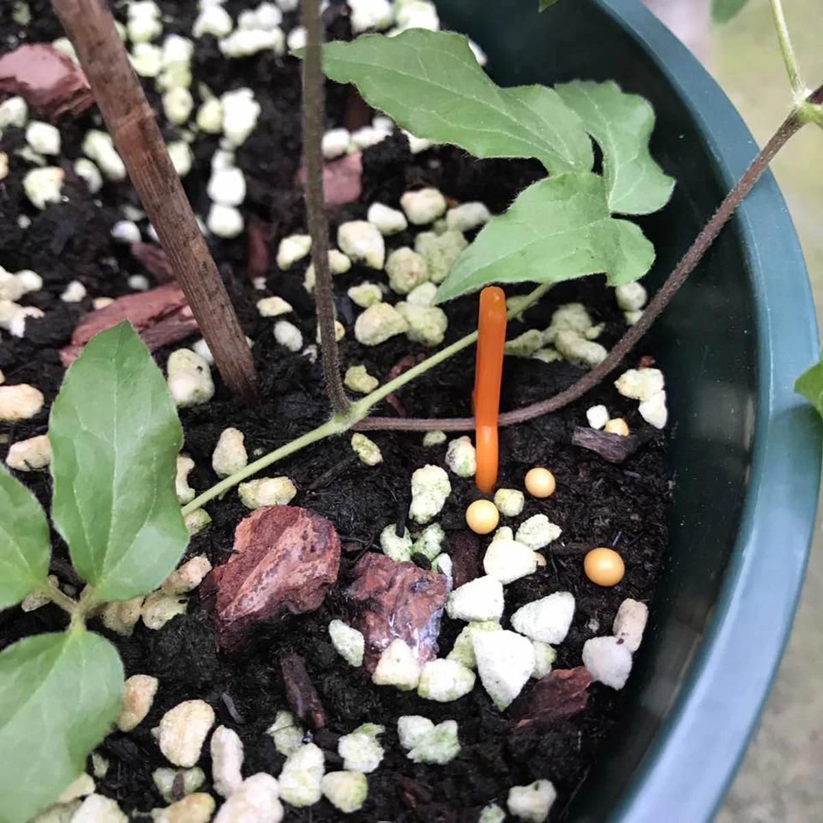 

100Pcs Plant Stalk Fixed Clips Plastic Garden Support Locks for Vegetables Tomato Vine Strawberry Planter Flower Securing Device