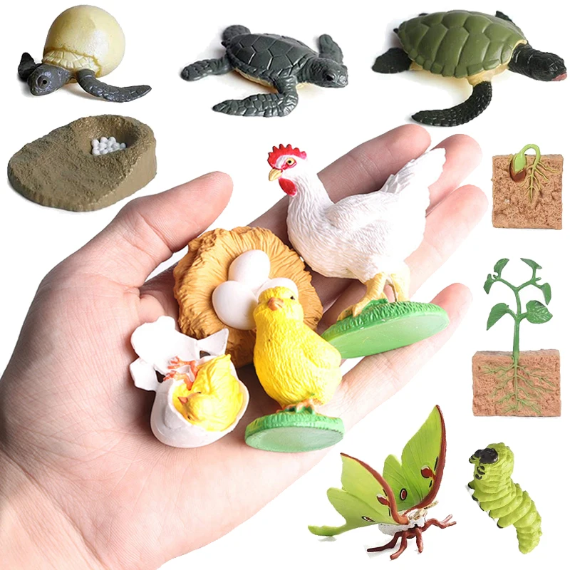 محاكاة دورة الحياة الحيوانات نموذج الأطفال لعبة مونتيسوري الحشرات دورة نمو النبات علم الأحياء لعبة تعليمية TMZ