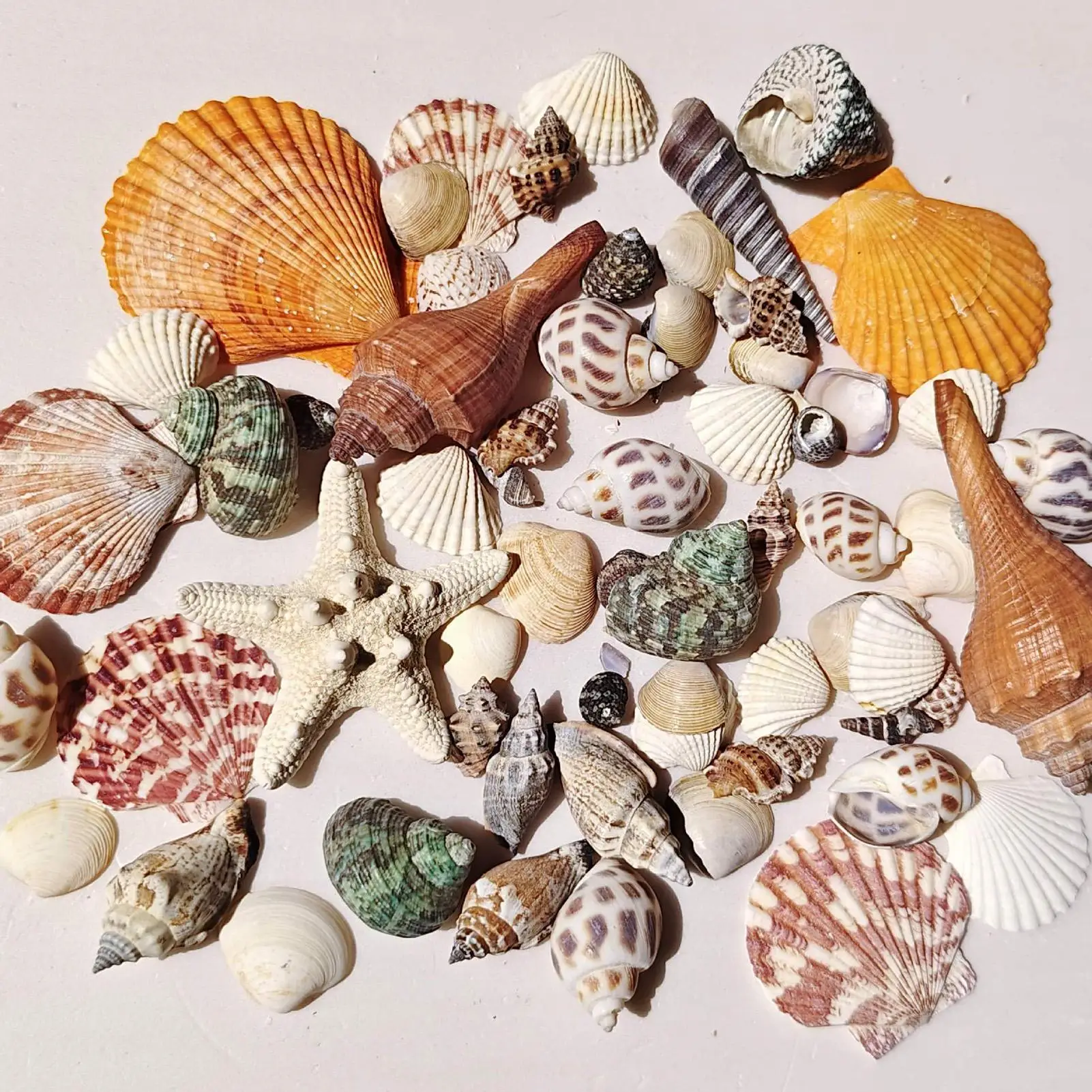 Tiny Shells Natural Sea Theme Candle Making Supplies Small Sea Shells For Beginner Adult Kid Art Teacher Home Tabletop Jewelry