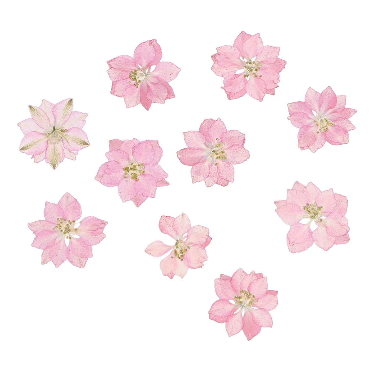 

20 Pcs Dried Flower Plant Specimens Phone Shell Decorations Pink Small Flowers for DIY Crafts Long Lasting Natural Dry Stickers