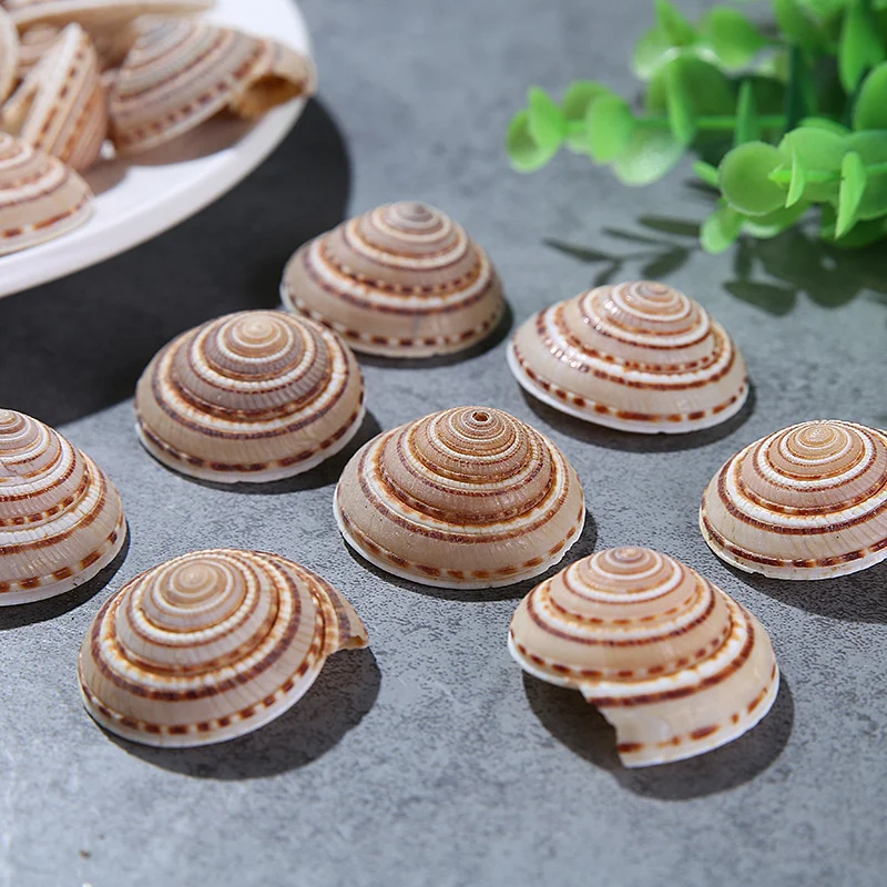 

1pcs Wheel Snail Natural Sea Snail Shell Decorative Fish Tank Landscape Design Shell Flower Material 3-5cm Tower Type Conch