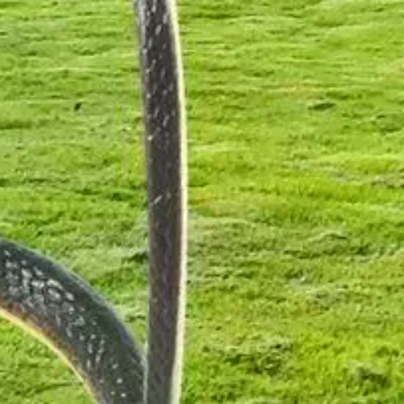 

Складной захват для змей и угрей 1,5 м, с широкими губками, из нержавеющей стали, инструмент для захвата рептилий, крюк для змей, захват для гольяна, зажим для мусора