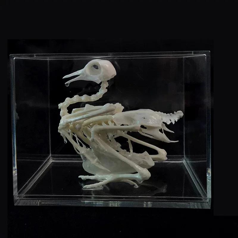 

Biological specimen teaching model of pigeon skeleton specimens biological experiment equipment