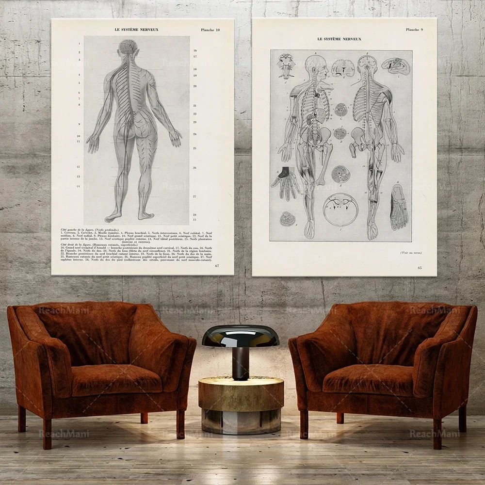 A pair of anatomical drawings of the nervous system from 1962. Antique French Retro Doctor Office Wall Art Decor Gift Poster
