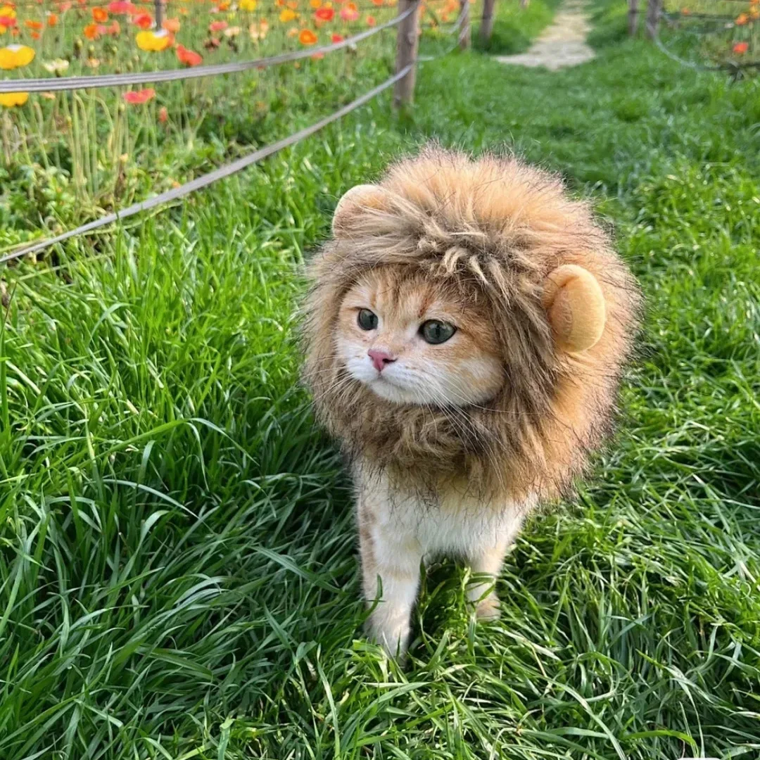Lustiger Löwenmähnen-Katzenhut Flauschiges Löwenkopf-Kostüm für Katzen & Kätzchen Niedliche Haustier-Cosplay-Perücke Halloween-Party-Verkleidung Foto-Accessoire – Detail 4