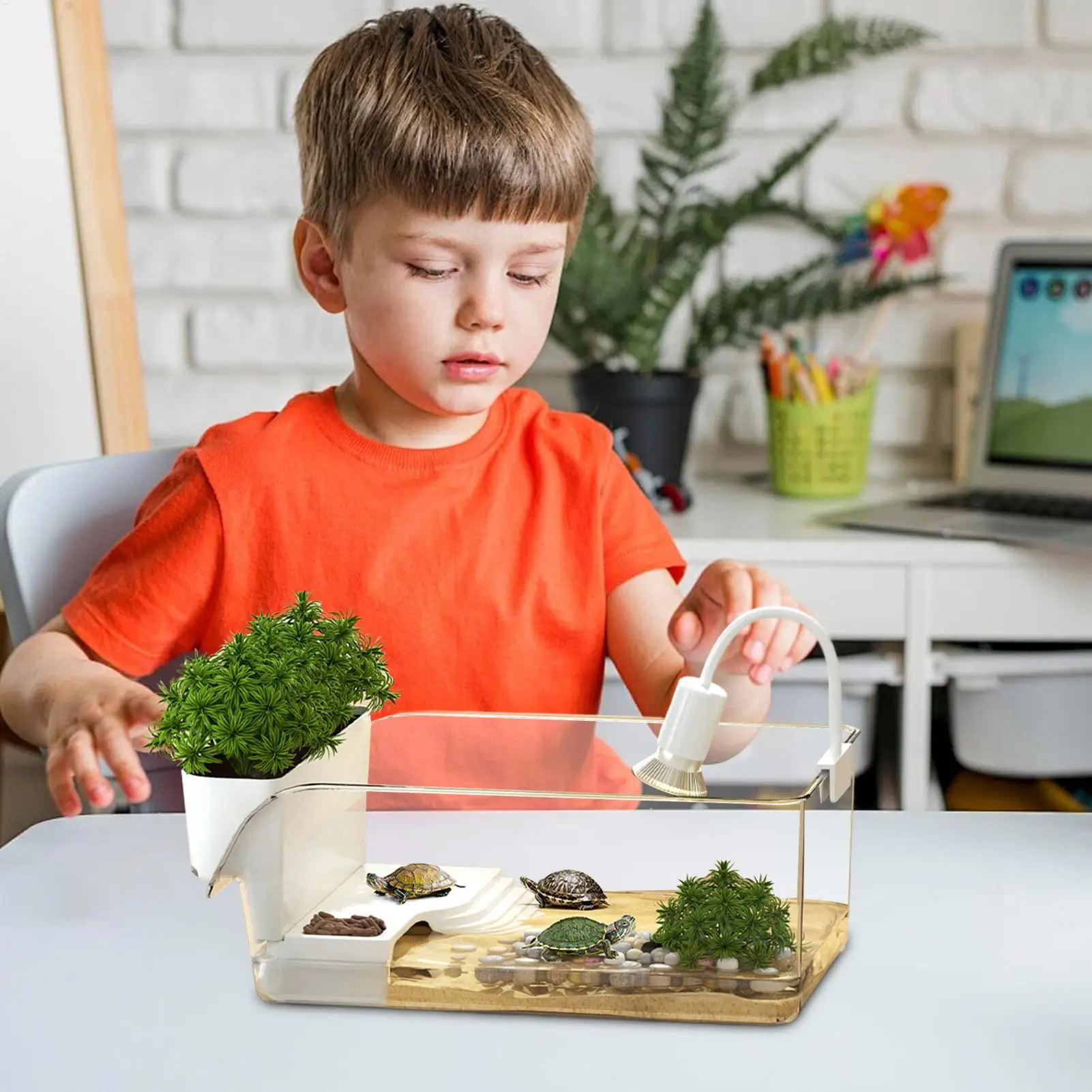 صندوق استراحة خزان السلحفاة المائية للسلحفاة صندوق تربية السلحفاة الصغيرة الشفافة للزواحف كراب مدرسة فئة العلوم الطبيعة #3