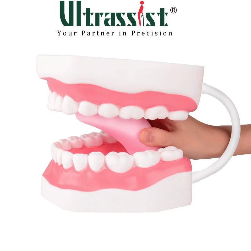 Ultrassist Mouth Model White Hinge for Speech Therapy, Ideal Brushing Teaching Dental Teeth Model for Kids and Children, 6 Times