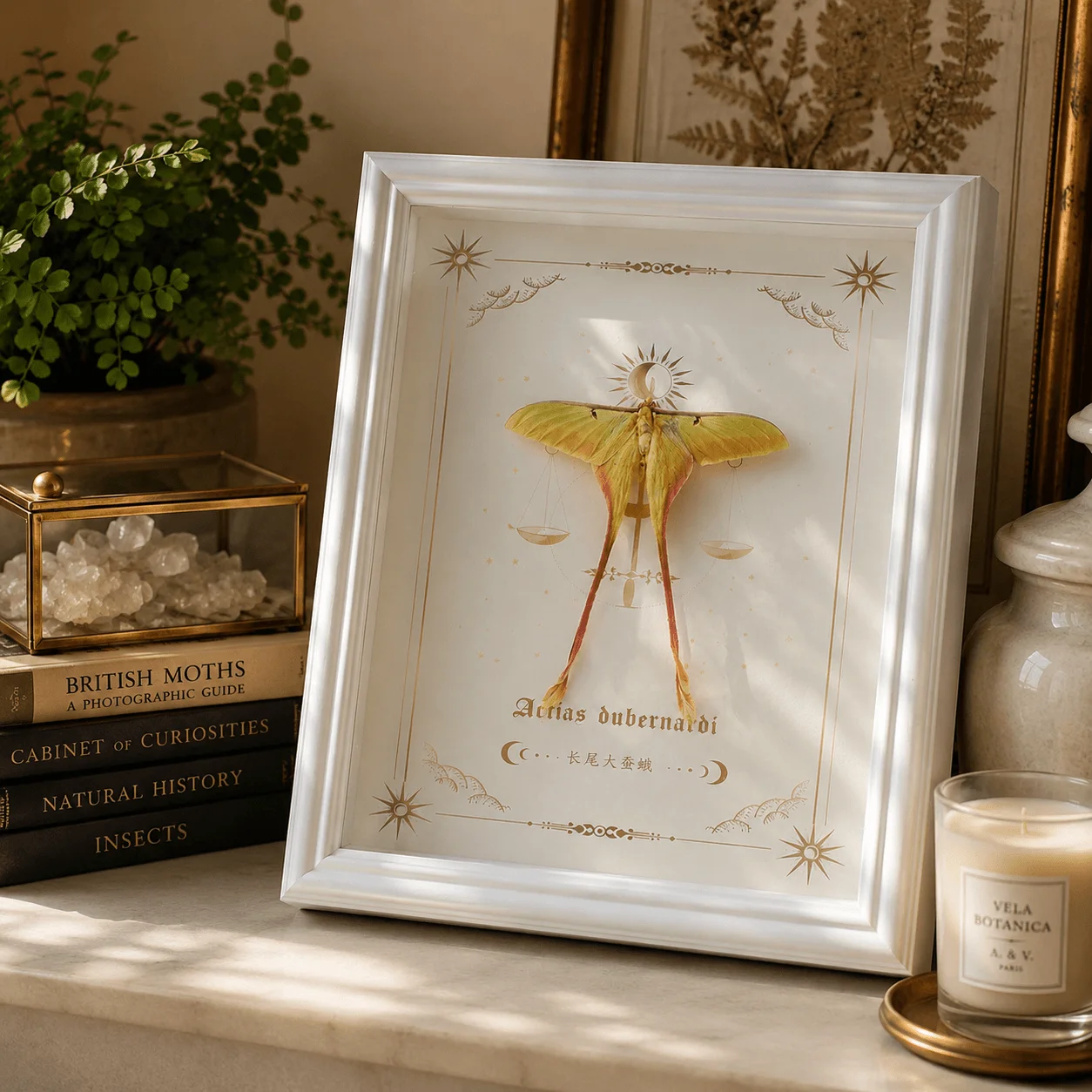 

Actias dubernardi, Real Butterfly Insect Specimen, 10-Inch Frame Decorative, Framed Butterfly Wall Art Decor,Home Gift