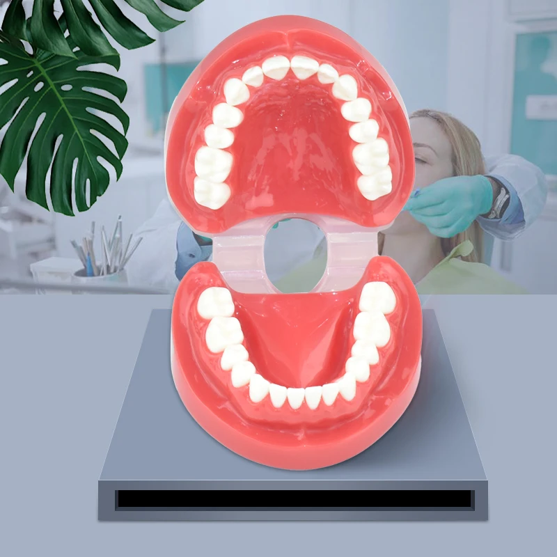 

Dental Soft Rubber Simulation Cheek Typodont Teeth Model Standard with 28Pcs Removable Teeth for Teach Study Teaching Demo