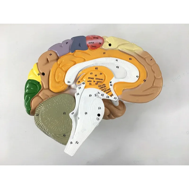 نموذج الدماغ البشري، نموذج تشريحي 4 أجزاء 2X موسع، وظيفة الدماغ مع القشرة المميزة لدراسة التدريس الطبي
