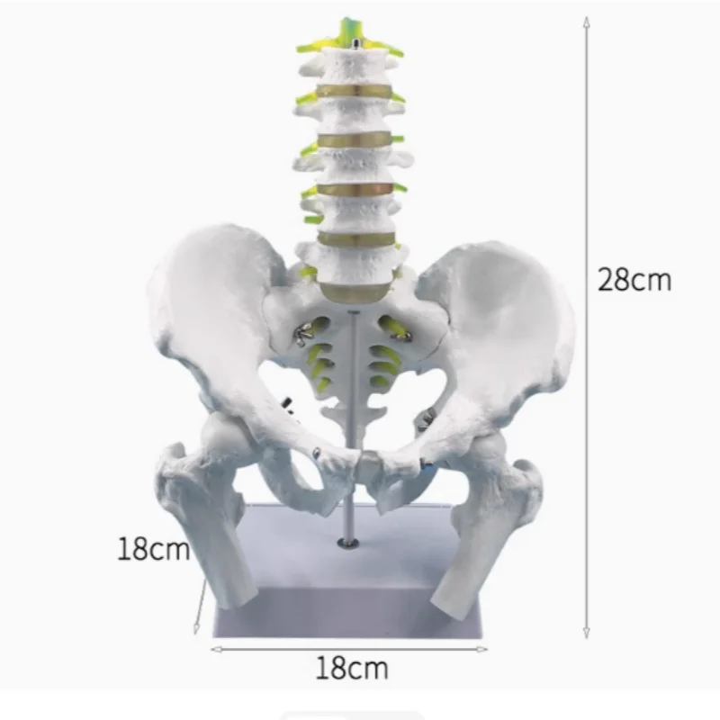 

Пятисегментный поясничный пояс, модель таза, поясничный отдел позвоночника, естественно большой мужской тазовый пояс, пятисегментная модель поясничного отдела позвоночника