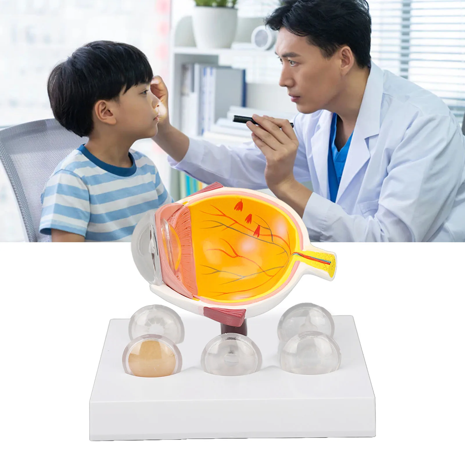 Augapfelmodell, vergrößertes anatomisches Modell des menschlichen Auges, genaue Shows, Augapfelmodell mit optischer Hornhautlinse