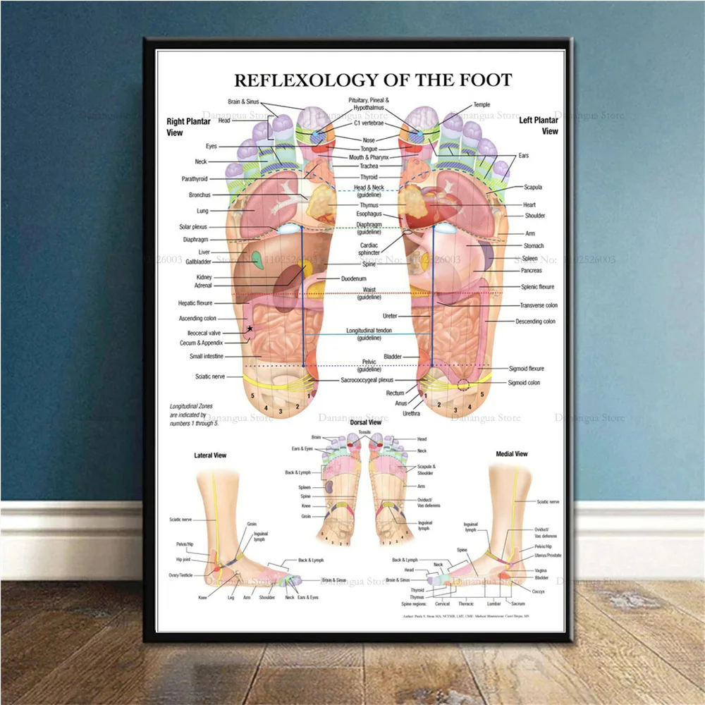 مخطط تشريحي لعلم الانعكاس ، نقاط الزناد ، مطبوعات الملصقات ، فن الجدار ، لوحة قماشية ، صور ، غرفة ، ديكور المنزل ، هدية