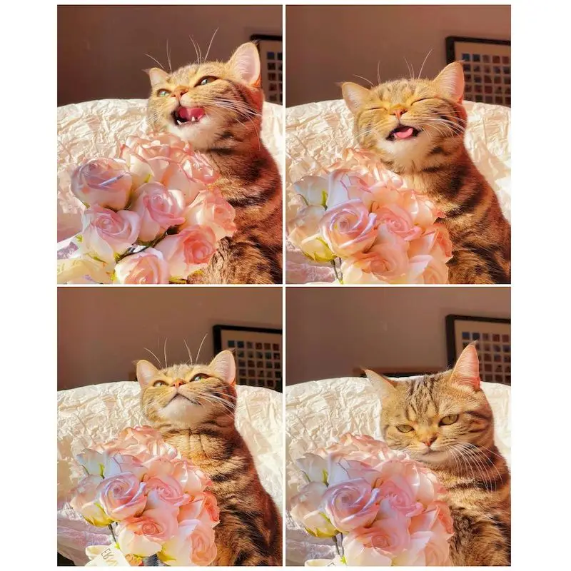 

CHENISTORY Diamond Embroidery 5d Cat Diy Diamond Painting Pink Rose Flowers Mosaic Cross Stitch Kits Personalized Gift Home Deco