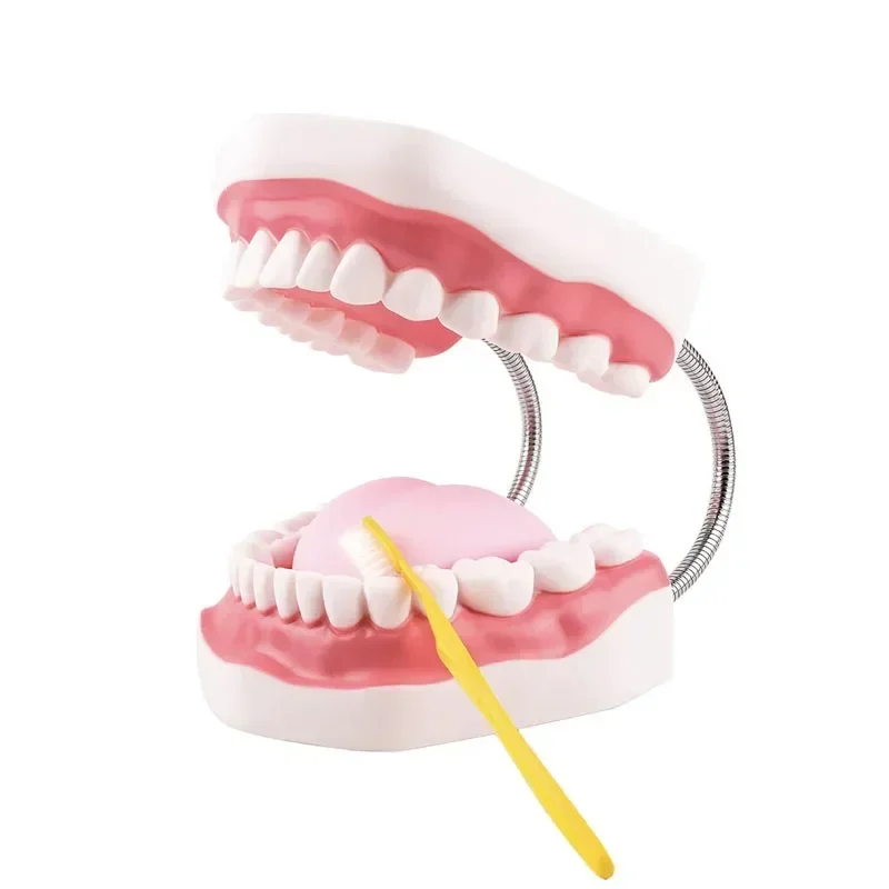 16cm Dental Teaching Model 6 Times PVC Material Large (28 Teeth) with Tongue Dentist Student Teaching Instrument Tools