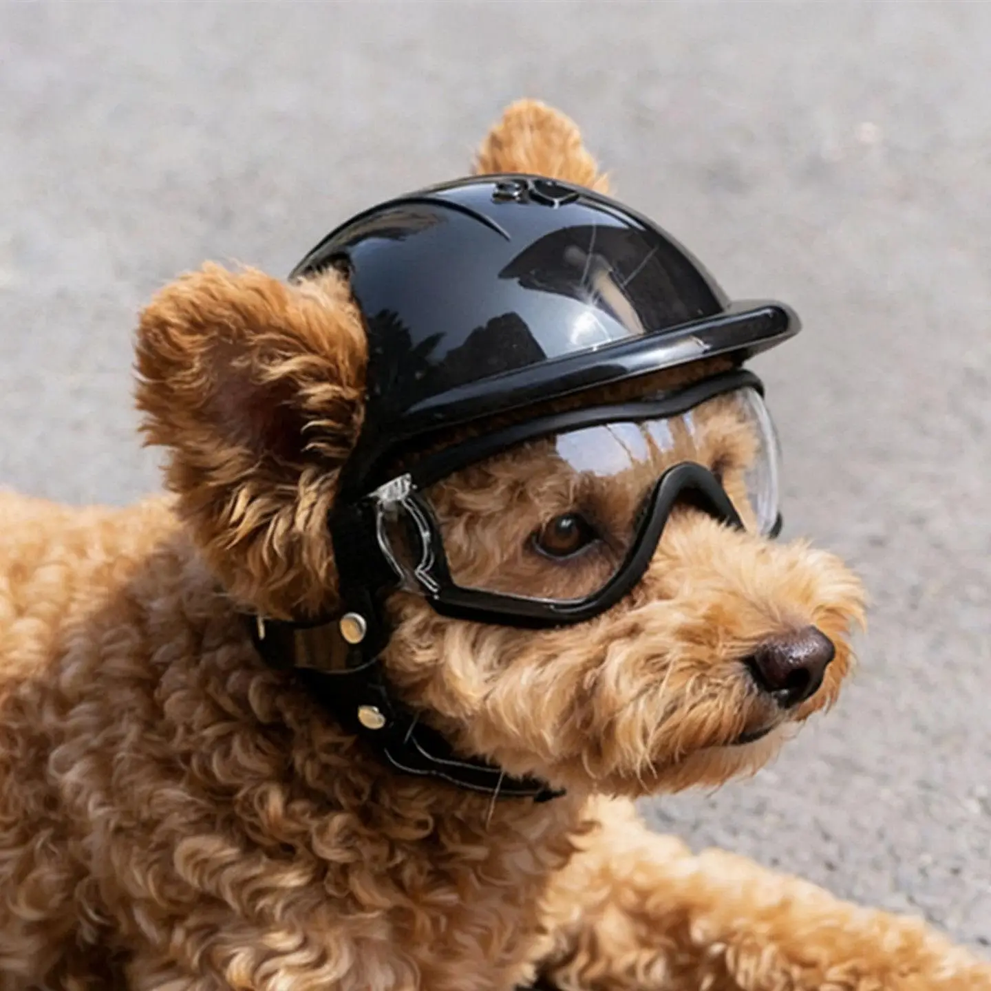 capacete-de-motocicleta-para-caes-Oculos-transparentes-a-prova-de-vento-para-passeios-Oculos-de-sol-para-caes-chihuahua-roupas-e-acessorios-para-caes-teddy