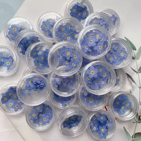 100pcs 말린 미니 자연 블루 Forgetmenot Myosotis Sylvatica 꽃 식물 식물 표본 상자 쥬얼리 북마크 Nailart Craft
