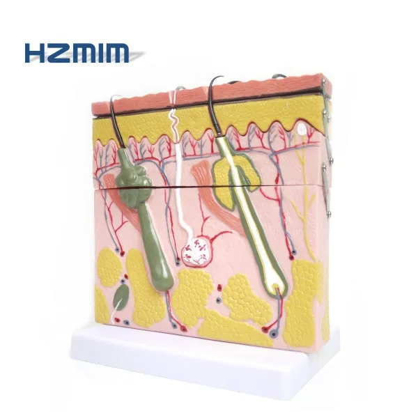 Human Skin Anatomy Structure Model, Skin Section Model