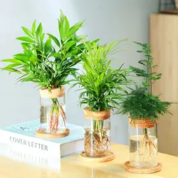Transparent Hydroponic Flower Pot Green Plant Soilless Creative Home Glass Vase Potted Mini Terrarium