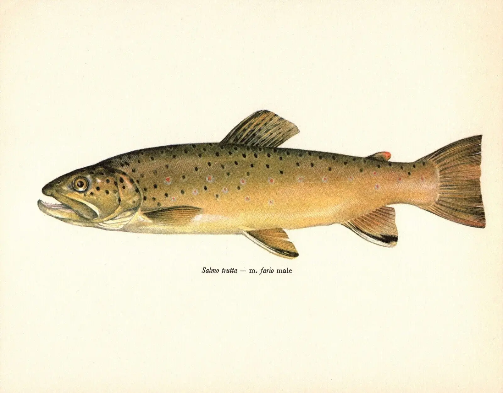 Vintage BROWN TROUT FISH Painting, Art Picture Print, Silk Poster, Home Wall Decor