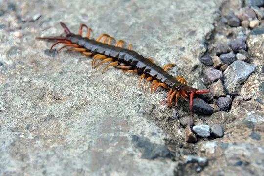 

Металлическая усиленная рама шасси и крепление коробки передач для радиоуправляемой машины MN 1/12 Tank 300 MN300, запасные части