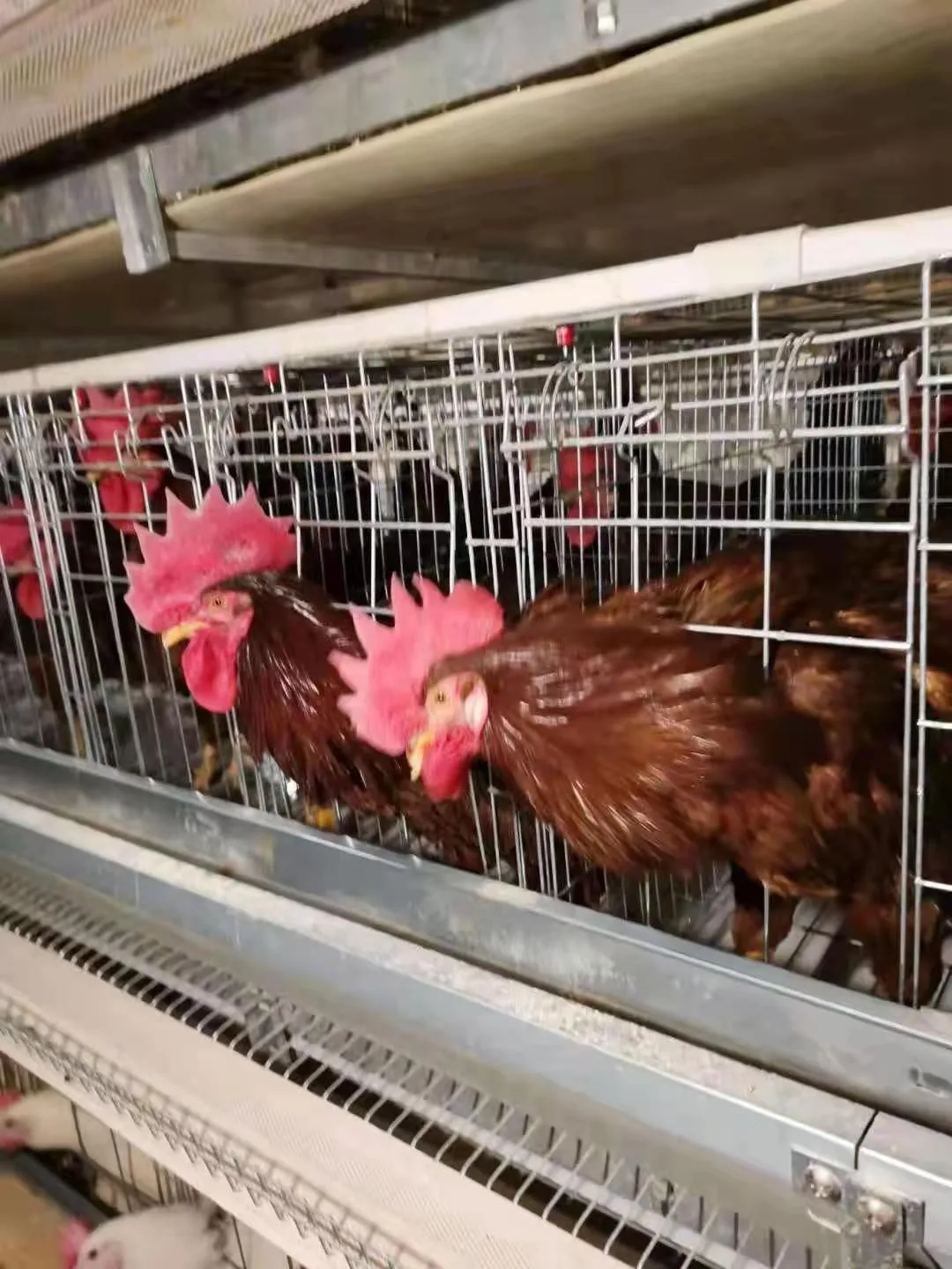 High Quality H Type Automatic Feeding Quail Cage Quail Cages for Egg Production Layer Breeding Bird Cage