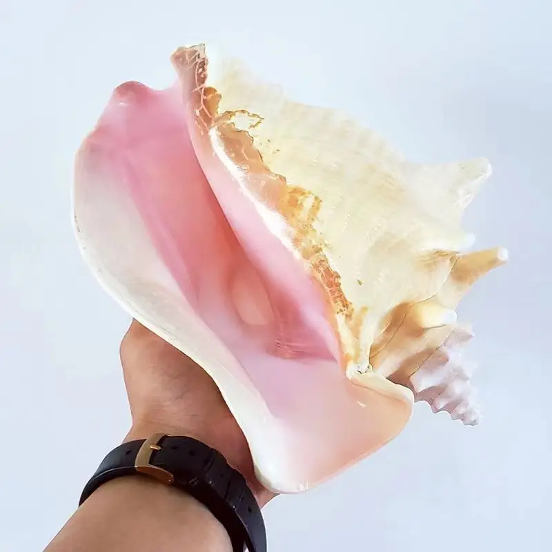 Natural Queen Conch & Lipstick Conch Shell, Mediterranean Aesthetic Extra Large Seashell Craft Decorative Home Ornament