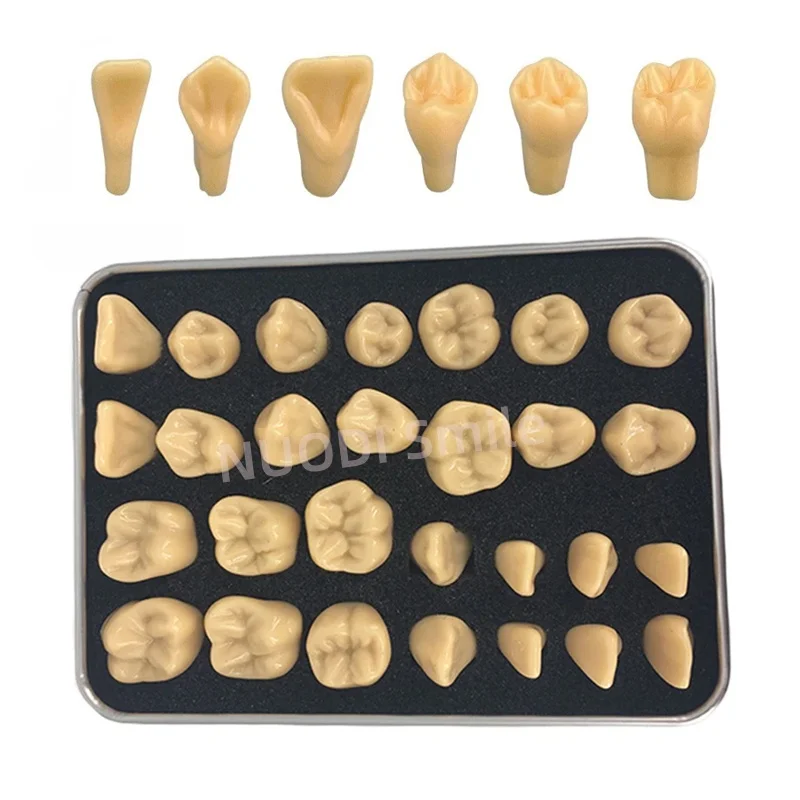 

2 Times Carved Model Teeth Teaching Model Comparison Carving Tooth Model 1.2 Times Dental Student Practice Study Tools 28 Teeth