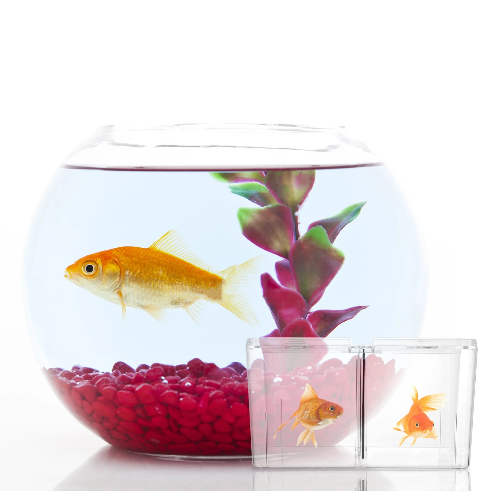 

Acrylic Betta Fish Tank High Clarity Oxygen Design Isolating Aggressive Fish Female Birth Hatchery Case Breeder Box