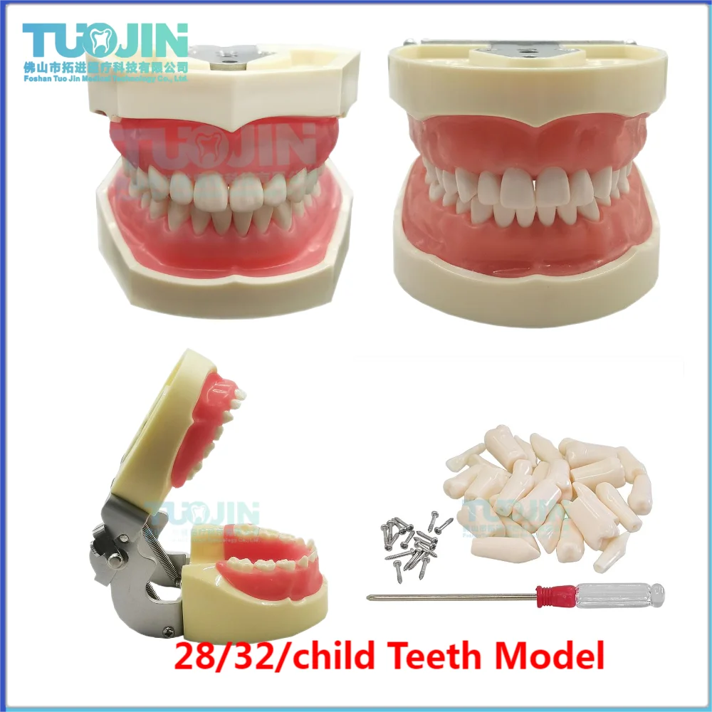 28/32/Child Dental Model Resin Dental Model Training Typodont Teeth Model For Dental Technician Practice Teaching Gum Teeth