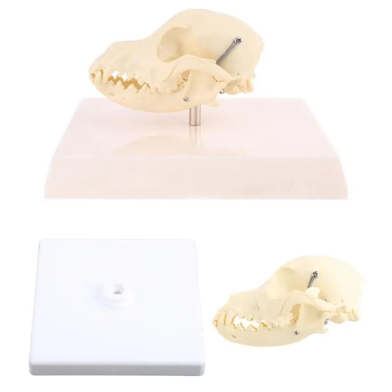 

Canine Dog Skull Model Anatomy Skeleton Veterinary Teaching Display Dropship