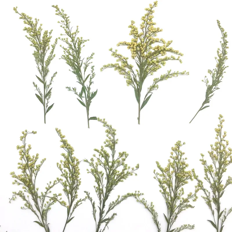 120pcs Pressed Dried Solidago Canadensis L Flower Herbarium Handicraft Jewelry Card Bookmark Frame Phone Case Face Makeup Lamp