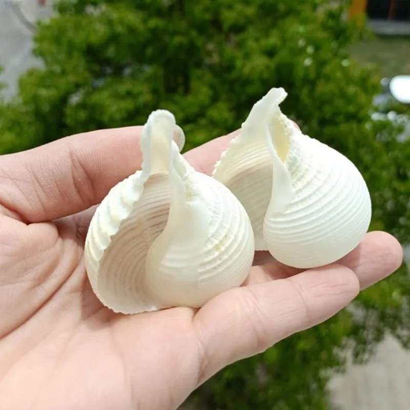 Natural Conch Shell Specimens Snails Onion Snails Collection Gifts Decorative Decorations Beach Decorations for Home Sea Shells