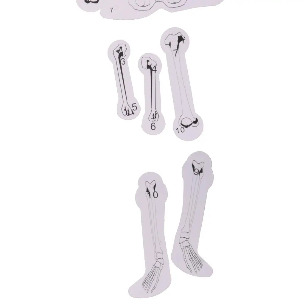 DIY Assembly Skeleton Model Educational Science Kit Human Bone Structure Experiment Toy for Learning