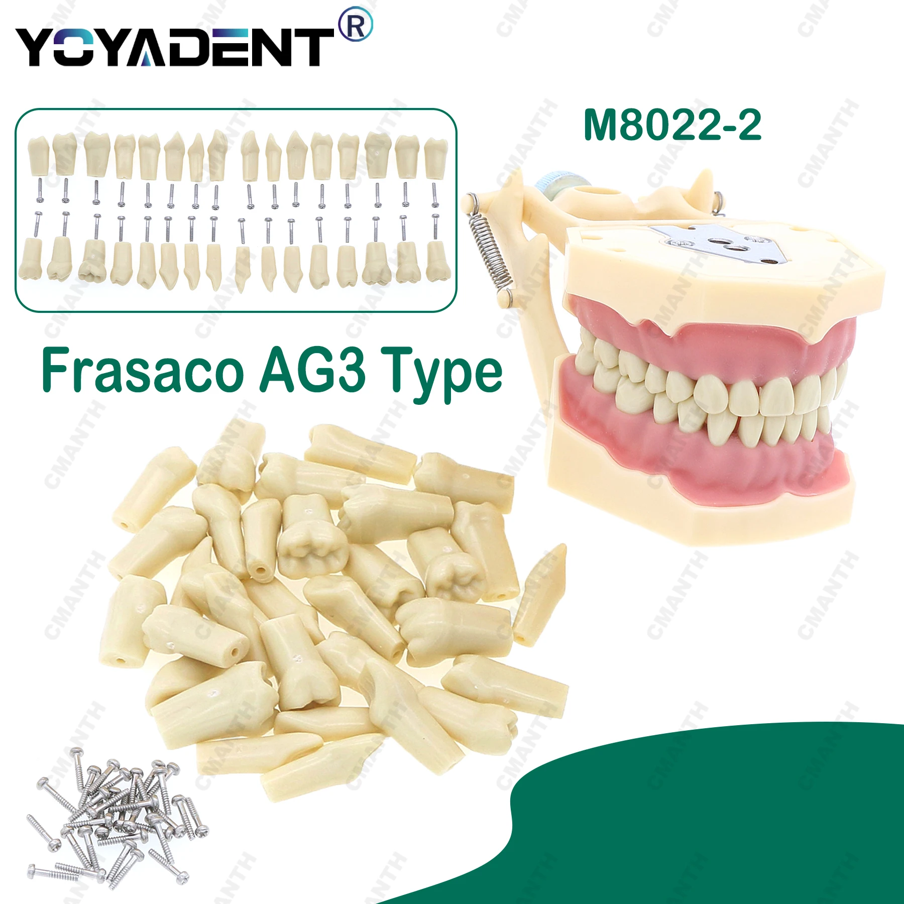 

Fit Frasaco AG3 Typodont, модель зубных зубов, полные зубы, 32 шт., ввинчивающаяся тренировочная начинка, мягкая резинка, десна, обучение зусам