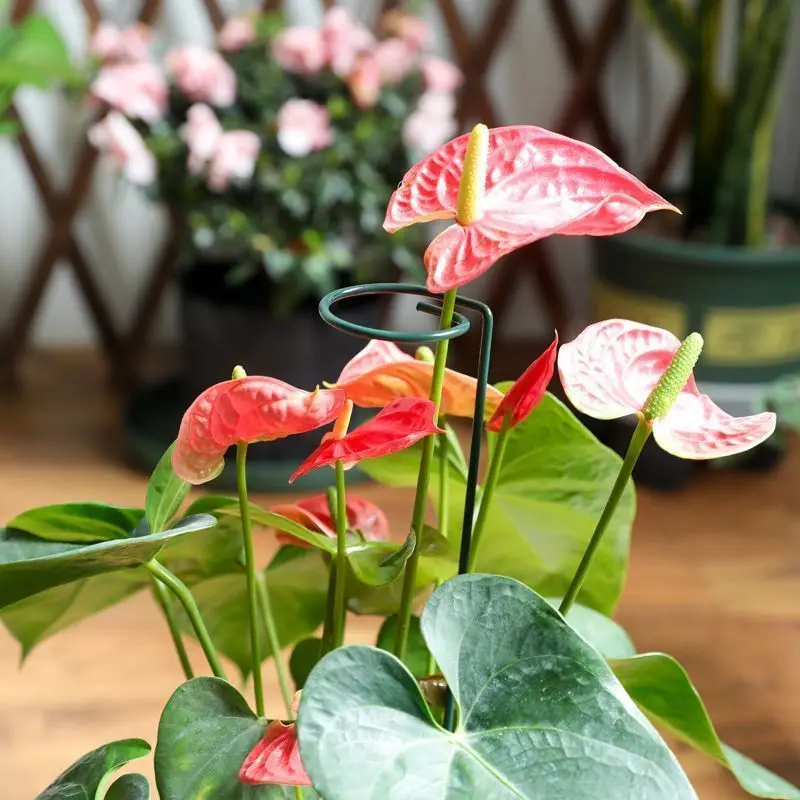 1-10pcs Metal Single Stem Plant Shrub Holder Garden Support Stake Ring Rose Flowers Vegetables Vine Home Gardening Tool - view 6