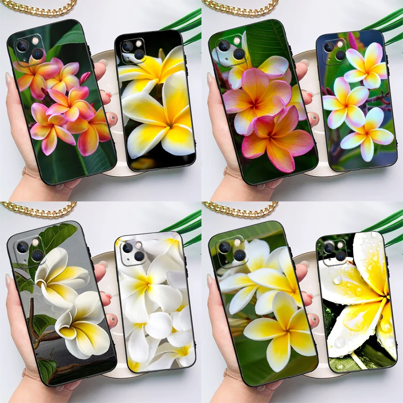 Frangipani Flowers …