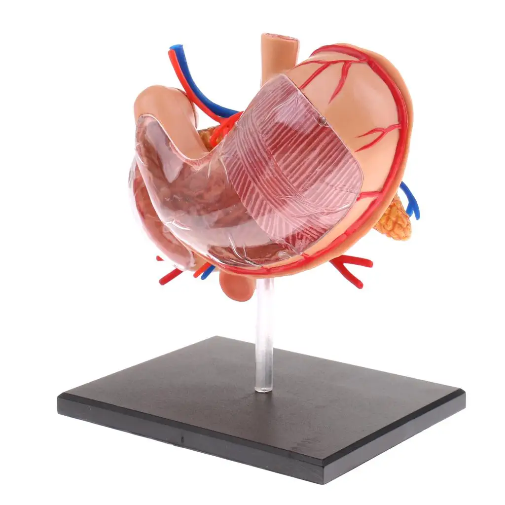 Human Stomach Model 2 3 Scale PVC Digestive Organ Display with Pancreas for School Teaching Lab Supplies