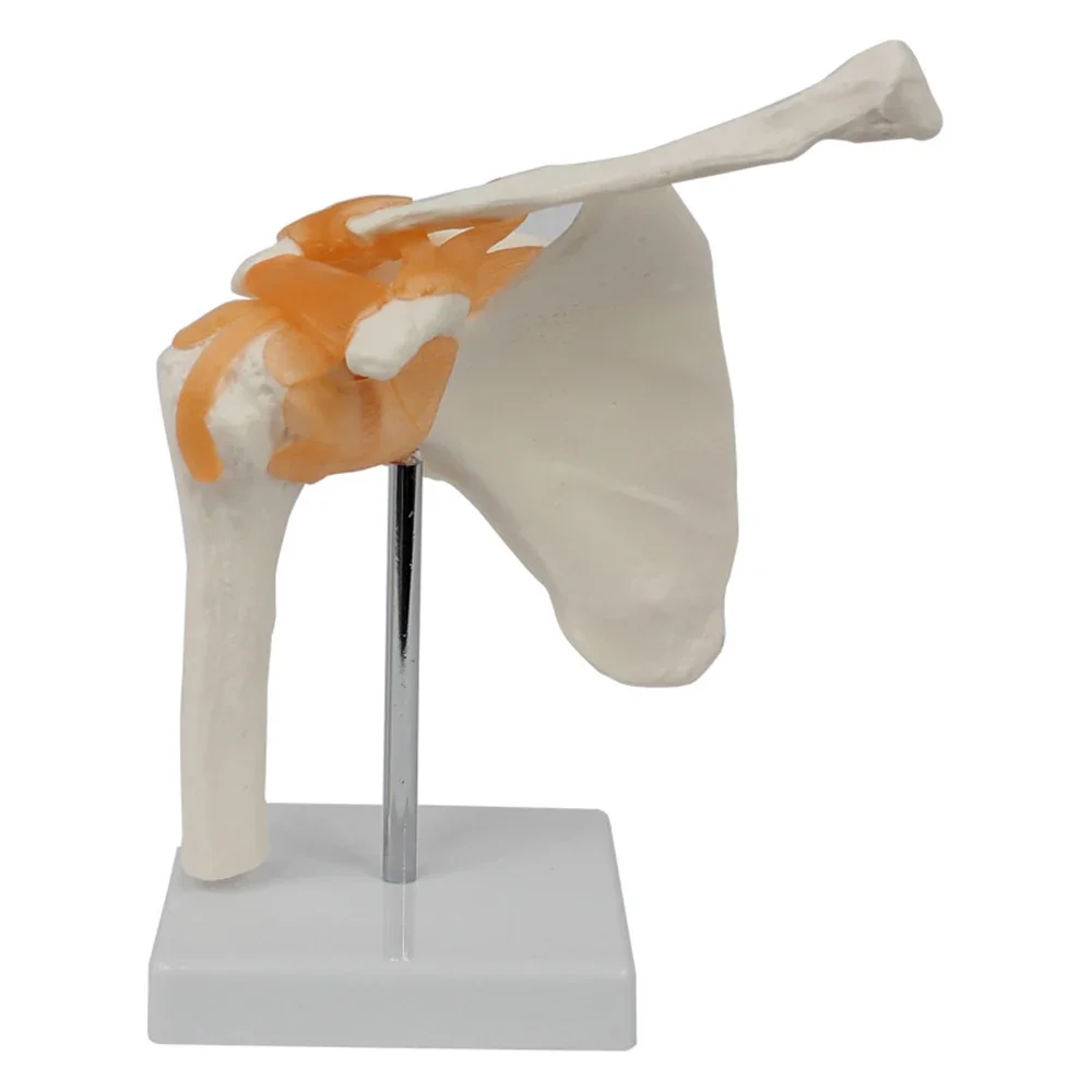 Modelo de articulación de hombro de PVC, ligamento óseo de hombro humano, escápula, clavícula, estructura anatómica, molde de enseñanza de medicina ortopédica