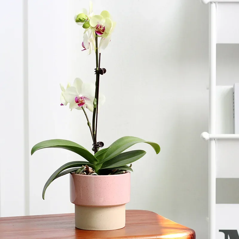 Nordic Minimalist Ceramic Flowerpot Balcony Indoor Succulent Potted Orchid Butterfly Planter