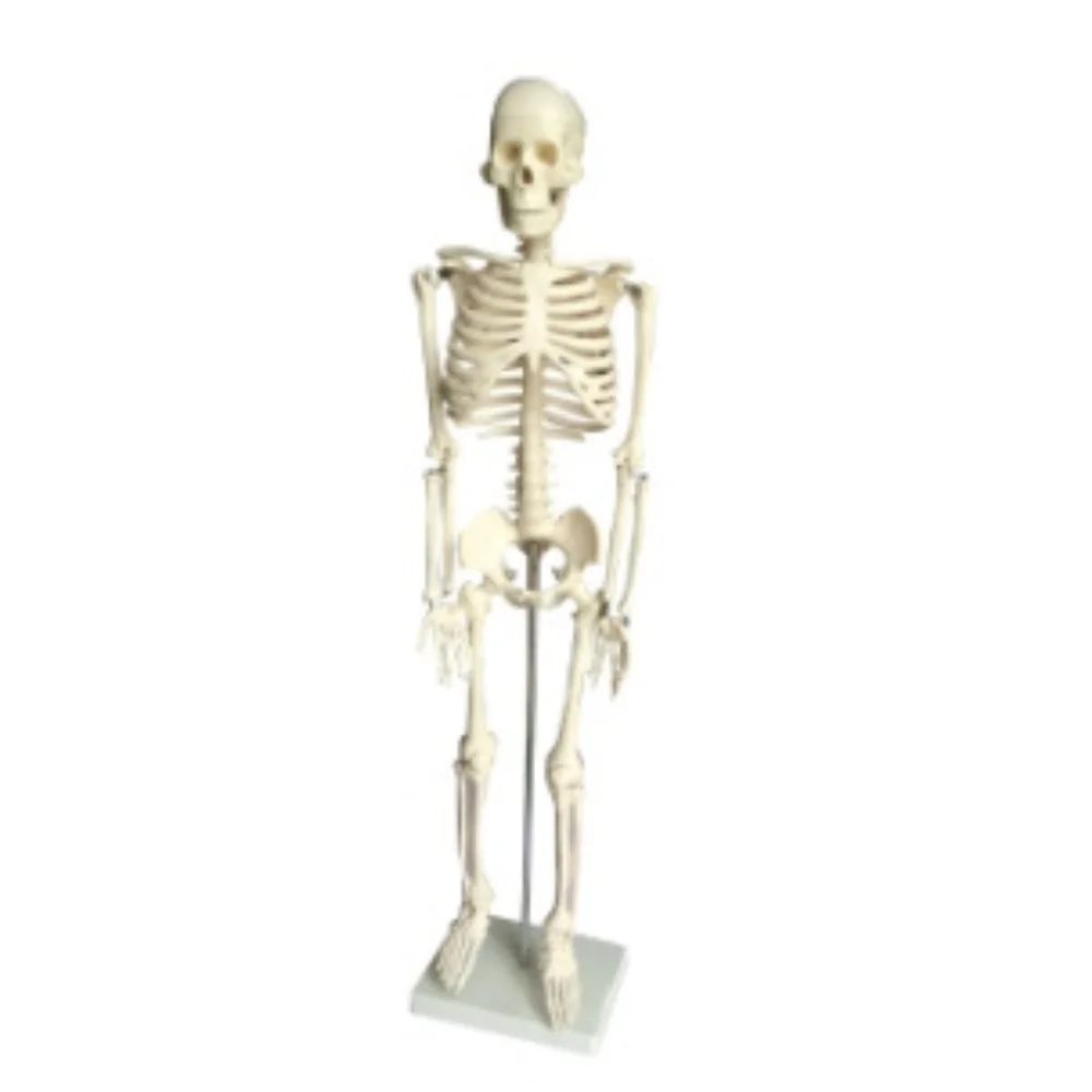 Human Skeleton 85cm Model Whole Body Bone Pattern Medical Science Human Anatomia Simulator for Medico Medicine College School Bi