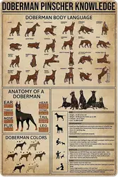 Doberman Pinscher Knowledge Metal Tin Sign Anatomy Of A Doberman Retro Printing Poster School Pet Shop Cafe Bar Bedroom Bathroom