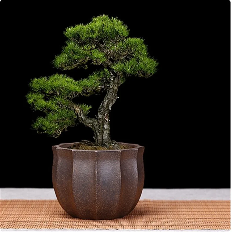 

Ceramic Round Bonsai Pot,Edge strip Decoration,Small Plant Vase,Home decoration,Purple Sand 6 Color.