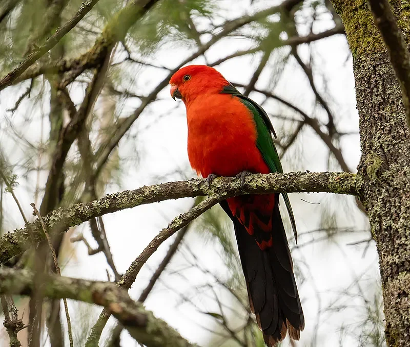 

Приемник BETAFPV SuperD ELRS True Diversity — 2,4 ГБ/915 МГц/868 МГц, 1,1 г, для самолетов FPV дальнего действия