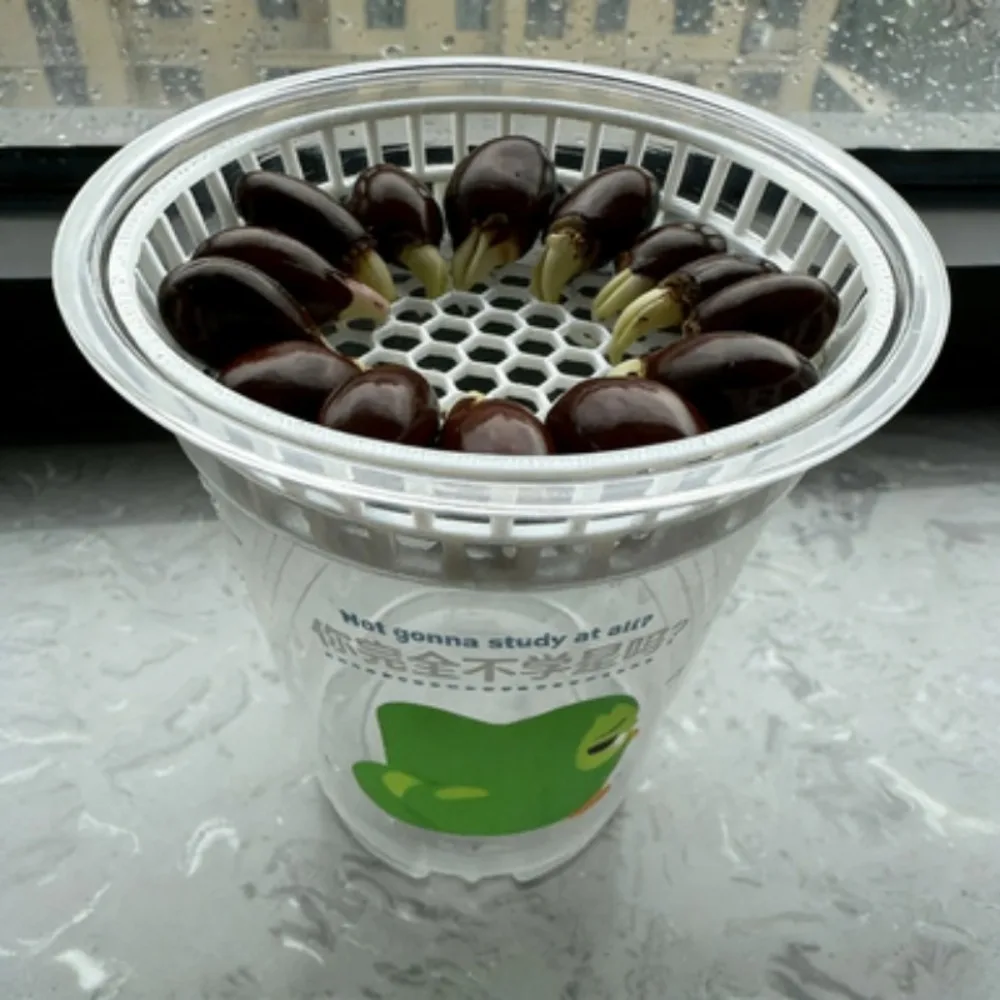 1pc Hydroponic Plant Holder Basket, Cup-Compatible Mesh Planter for Avocado, Lychee Seed & Indoor Plants
