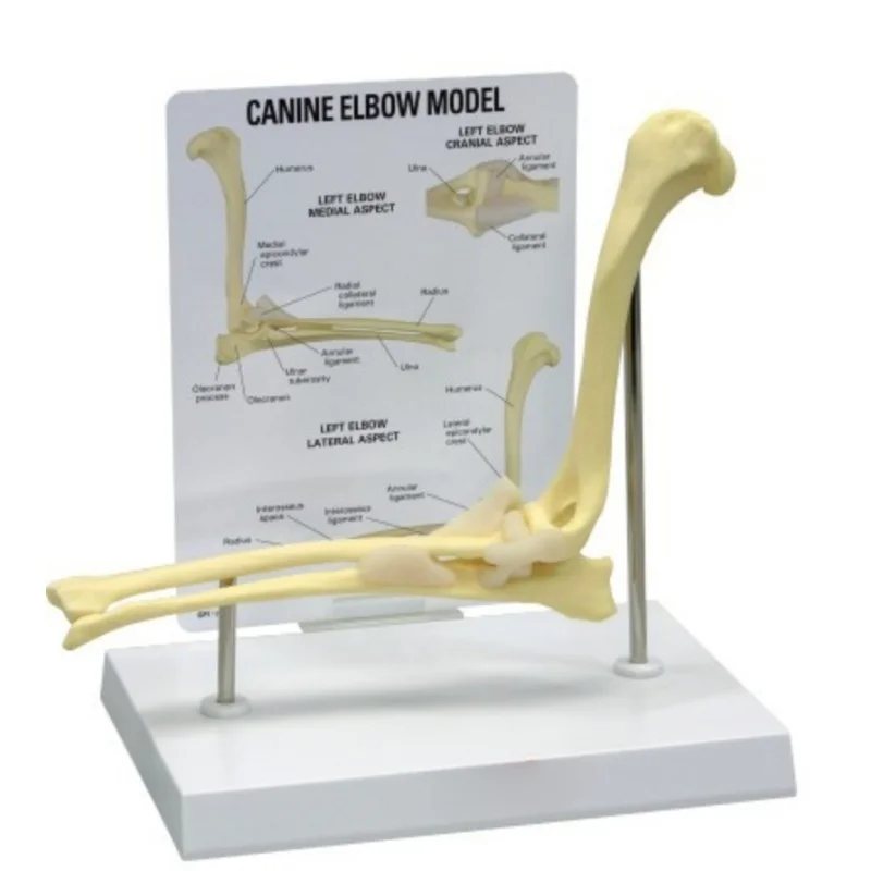 

Анатомическая модель собаки, локтевого сустава, реплика тела животного для ветеринарного офиса, образовательный инструмент, анатомические вещества