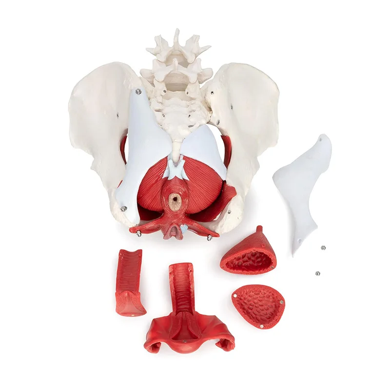 Female Pelvis Anatomy Model 3