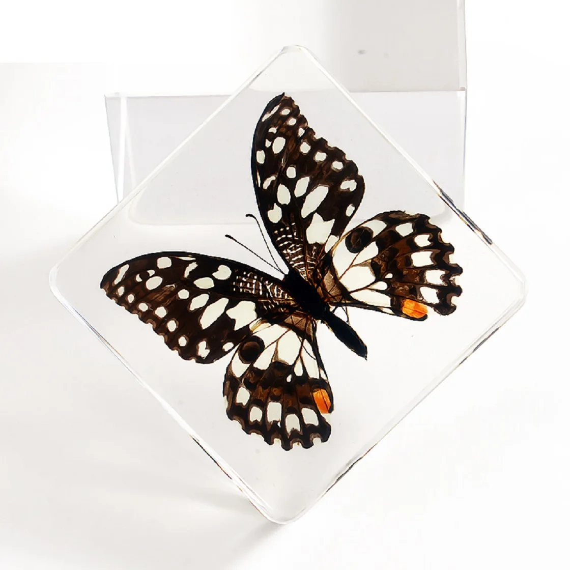 True Butterfly Resin Specimen Gift Box  Creative Collection  Birthday Gift Amber Ornament