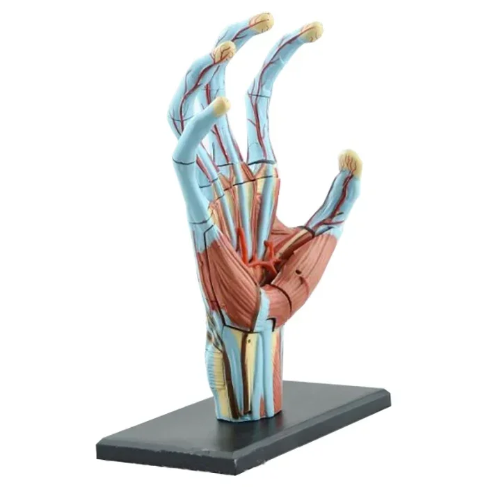 

Authentic 4D For MASTER puzzle toy 4d master human body assembly model hand structure model for medical use